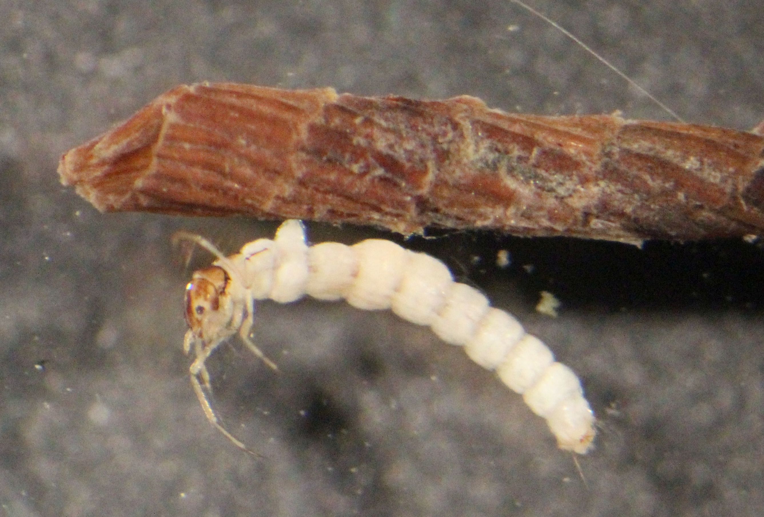 Leptoceridae
